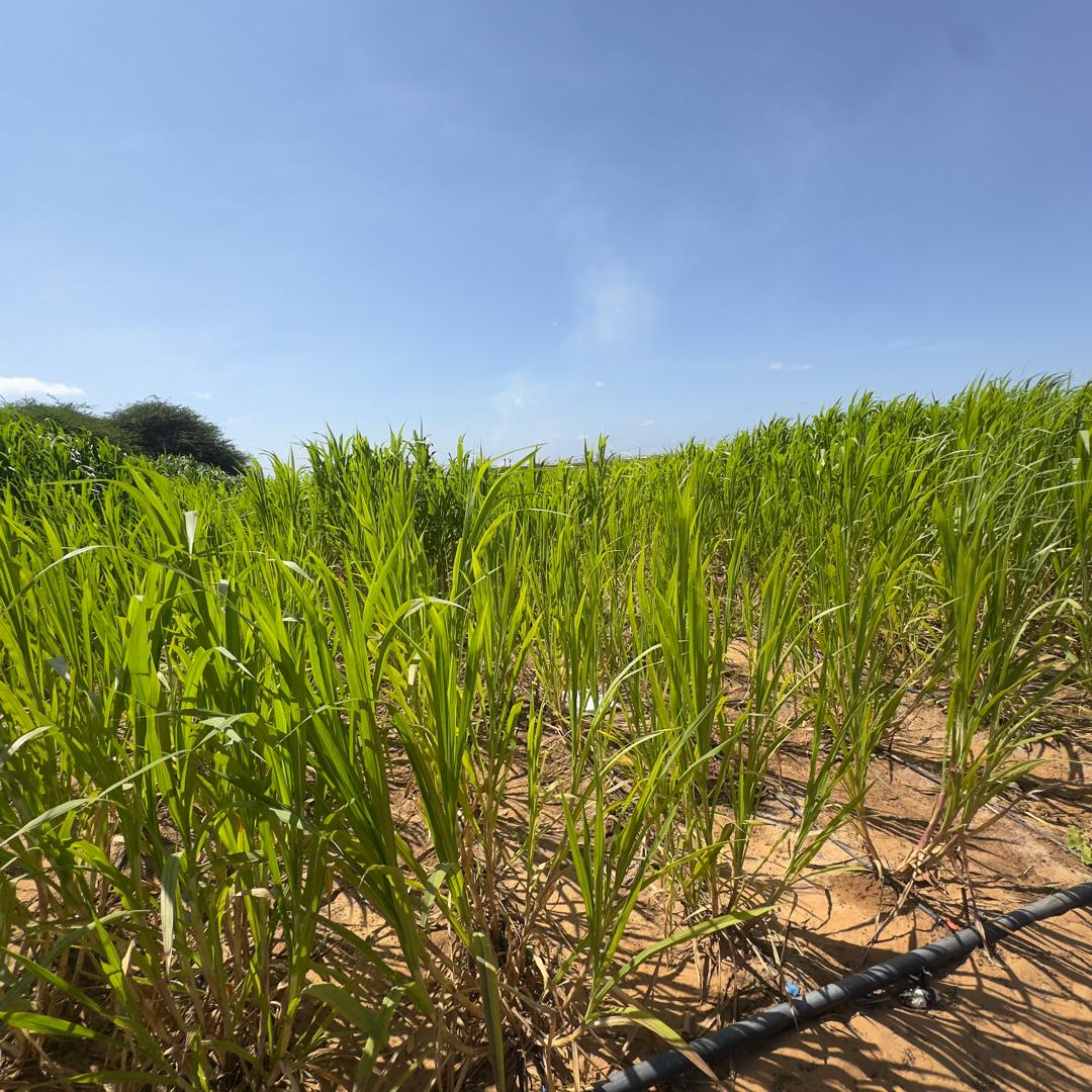 Marhaba Agro Farm